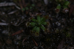 Drosera pulchella