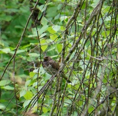 Turdus atrogularis