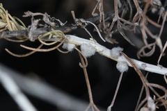 Rhopalomyia floccosa