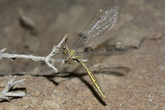 Myrmecaelurini