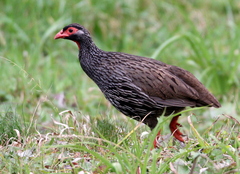 Pternistis afer castaneiventer