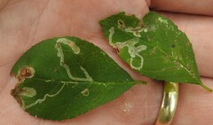 Phytomyza ilicis group