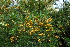 Pyracantha