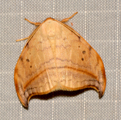 Drepana arcuata