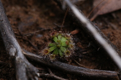 Drosera pulchella
