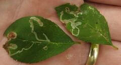 Phytomyza ilicis group