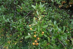 Pyracantha