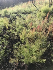 Dysphania graveolens