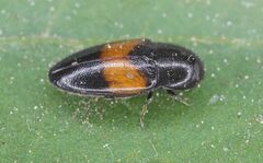 Drapetes mordelloides