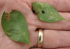 Phytomyza ilicis group