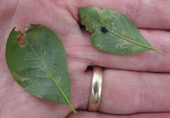 Phytomyza ilicis group