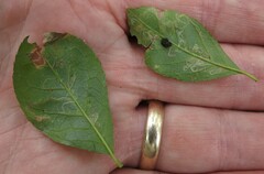 Phytomyza ilicis group