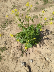 Rhamphospermum arvense