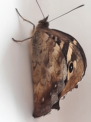 Pararge aegeria