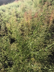 Dysphania graveolens