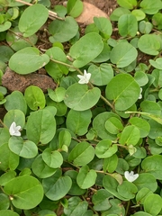 Evolvulus nummularius