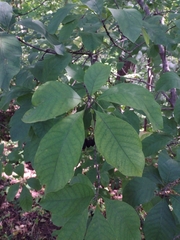 Chionanthus virginicus