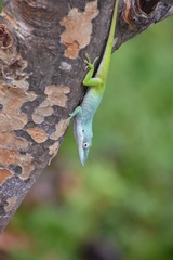 Anolis allisoni