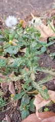 Senecio vulgaris
