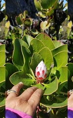 Protea cynaroides