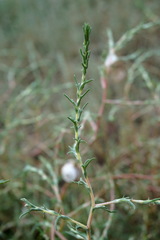 Petrosimonia triandra