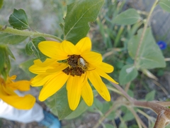 Eumelissodes