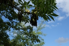 Fraxinus excelsior
