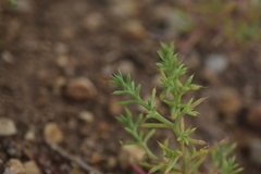 Salsola kali