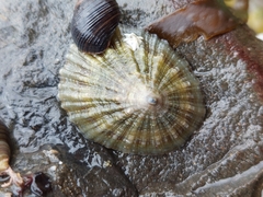 Patella ulyssiponensis