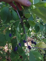 Chionanthus virginicus