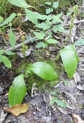Liparis loeselii