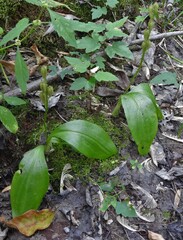 Liparis loeselii