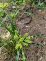 Cyperus