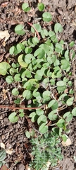 Dichondra