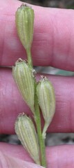 Liparis loeselii