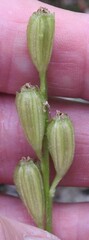 Liparis loeselii