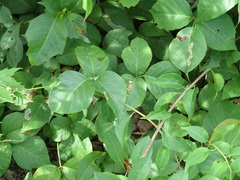 Toxicodendron rydbergii