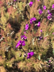 Mirabilis linearis