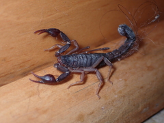 Vaejovis carolinianus