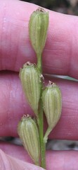 Liparis loeselii