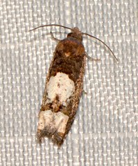 Eucosma parmatana