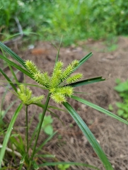 Cyperus