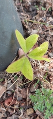 Oxalis latifolia