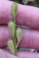 Liparis loeselii