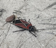 Neacoryphus bicrucis