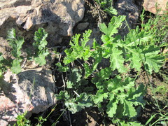 Pelargonium radulifolium