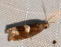 Eucosma parmatana