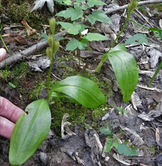 Liparis loeselii