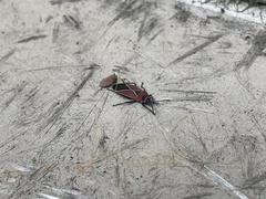 Neacoryphus bicrucis