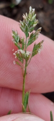 Poa annua
